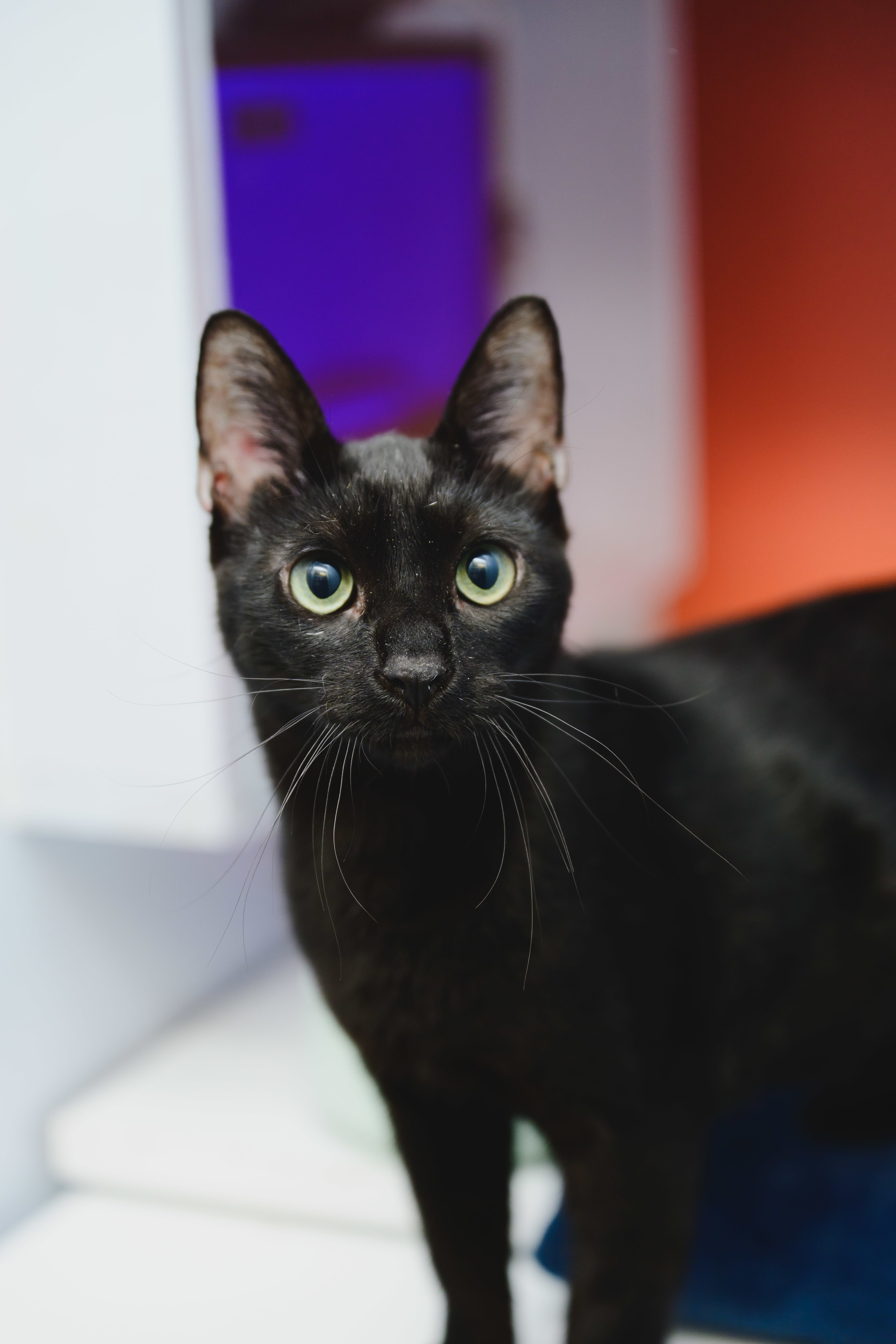Guinness, an adoptable Domestic Short Hair in Honolulu, HI, 96826 | Photo Image 4