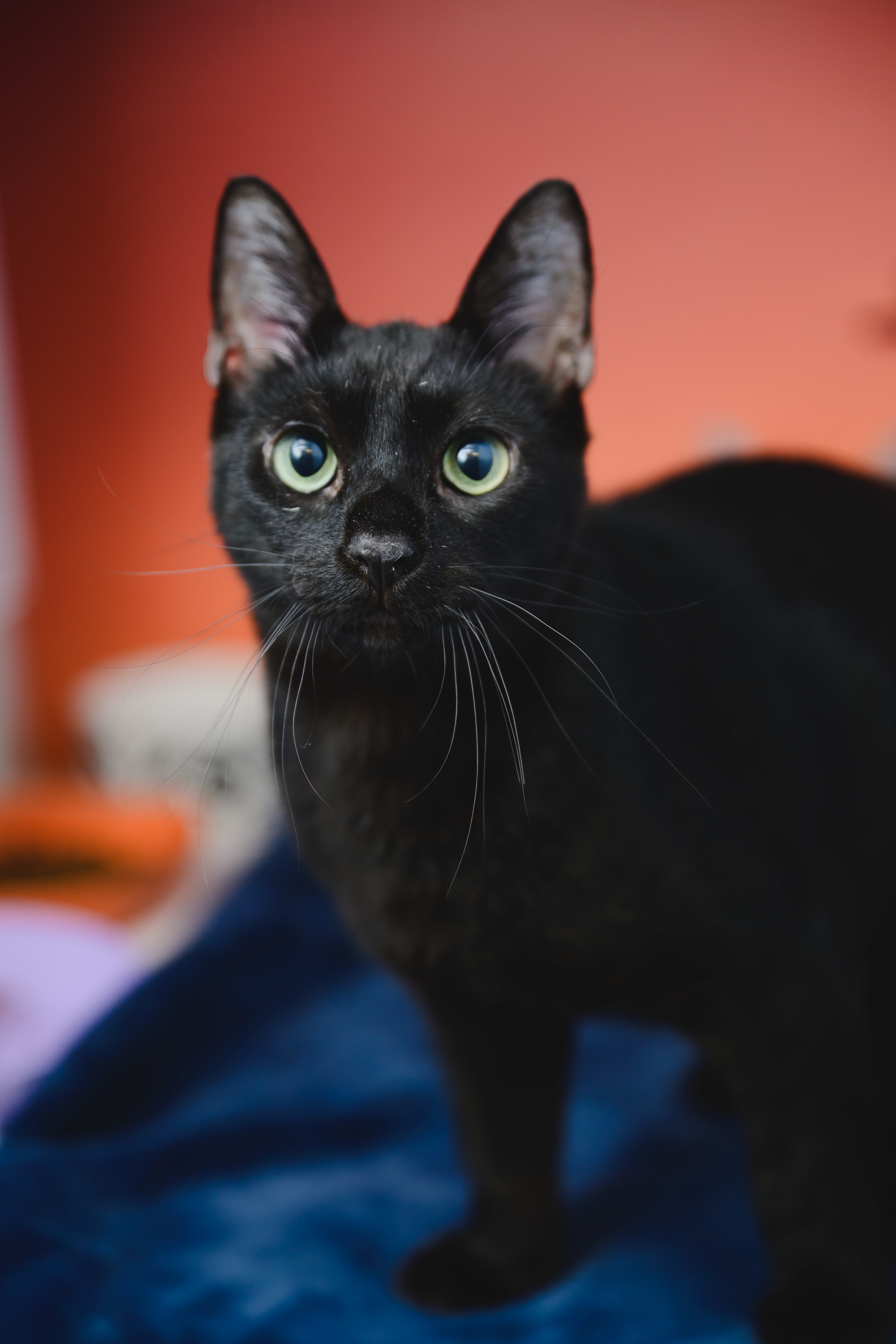 Guinness, an adoptable Domestic Short Hair in Honolulu, HI, 96826 | Photo Image 5