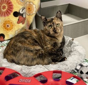 Stevie, Adult Female Domestic Short Hair