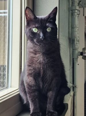 Donna, Young Female Domestic Short Hair