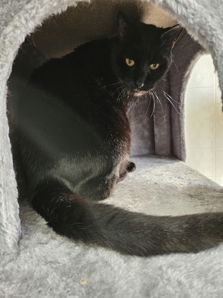 Sirius