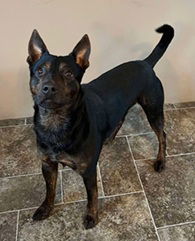 Wrangler thumbnail 3