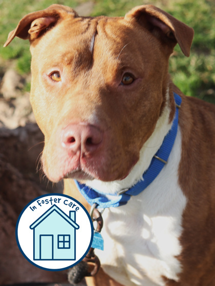 Rocky, an adoptable Pit Bull Terrier, Mixed Breed in Walla Walla, WA, 99362 | Photo Image 1
