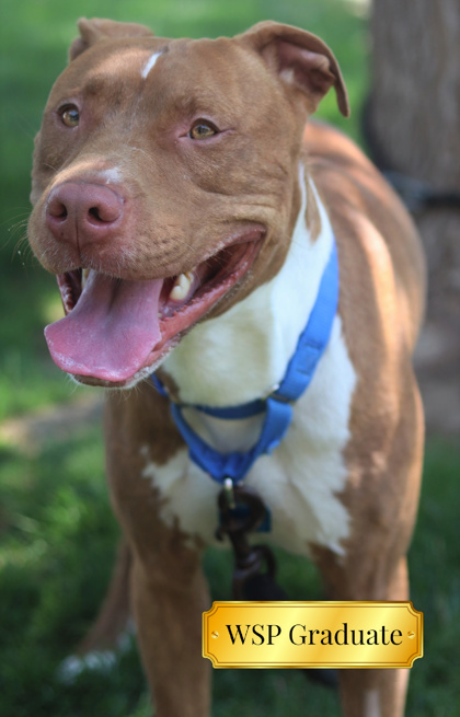 Rocky, an adoptable Pit Bull Terrier, Mixed Breed in Walla Walla, WA, 99362 | Photo Image 1
