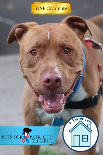 Rocky, an adoptable Pit Bull Terrier, Mixed Breed in Walla Walla, WA, 99362 | Photo Image 1
