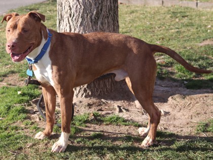 Rocky, an adoptable Pit Bull Terrier, Mixed Breed in Walla Walla, WA, 99362 | Photo Image 2