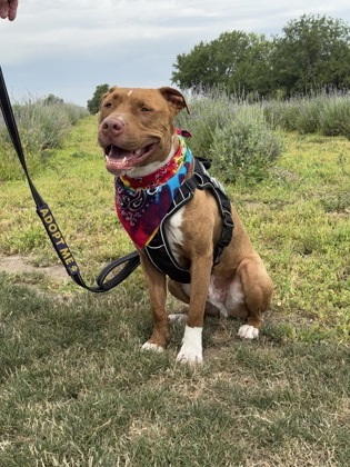 Rocky, an adoptable Pit Bull Terrier, Mixed Breed in Walla Walla, WA, 99362 | Photo Image 2