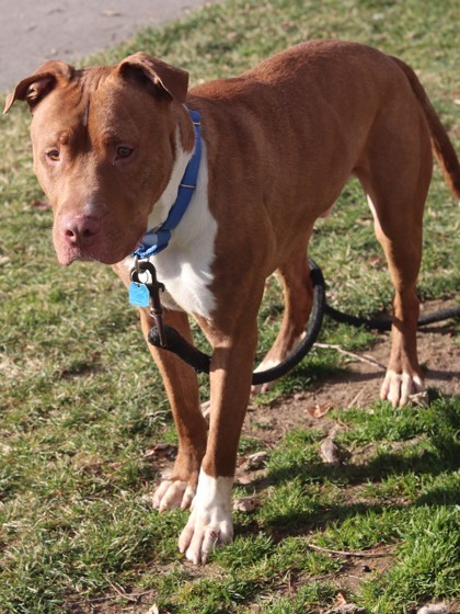 Rocky, an adoptable Pit Bull Terrier, Mixed Breed in Walla Walla, WA, 99362 | Photo Image 3