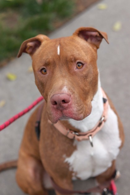 Rocky, an adoptable Pit Bull Terrier, Mixed Breed in Walla Walla, WA, 99362 | Photo Image 3