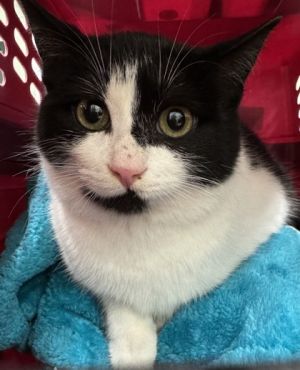 Moira, Young Female Domestic Short Hair