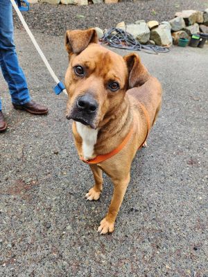 Animal Profile Buddy is an estimated 6-year-old 70 lb male Boxer mix who is social and friendly wit