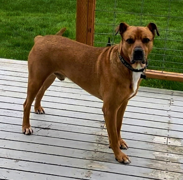 Buddy
