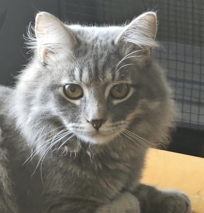 Esmi, an adoptable Siberian, Domestic Long Hair in Fort Worth, TX, 76102 | Photo Image 1