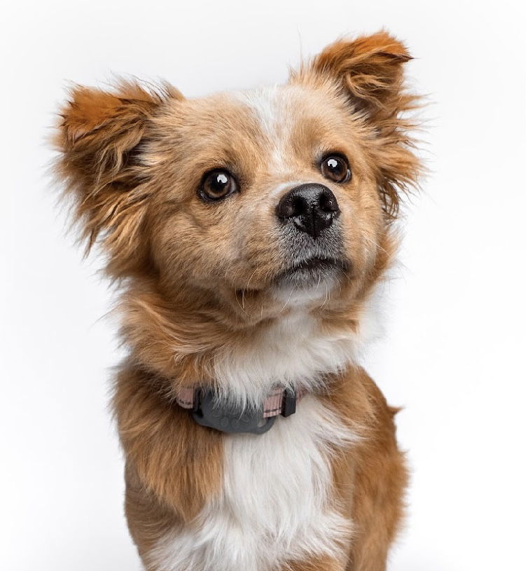 Teddy Bear, an adoptable Papillon, Corgi in Palo Alto, CA, 94306 | Photo Image 1