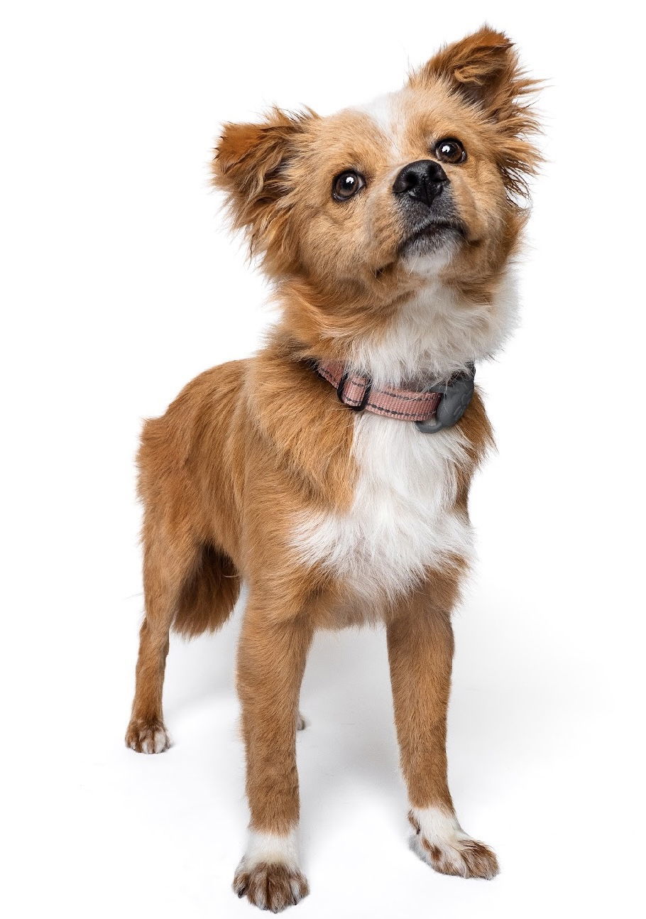 Teddy Bear, an adoptable Papillon, Corgi in Palo Alto, CA, 94306 | Photo Image 2