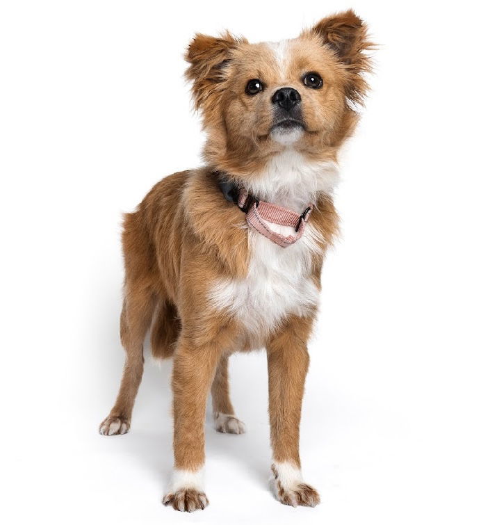 Teddy Bear, an adoptable Papillon, Corgi in Palo Alto, CA, 94306 | Photo Image 3