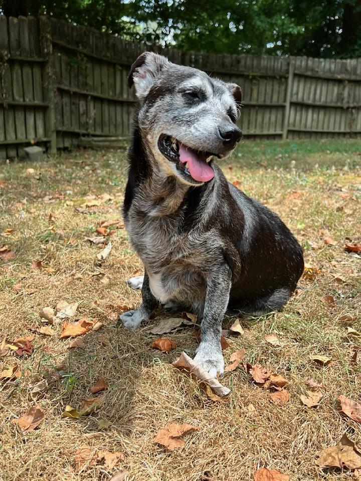Shadow & Sandy BONDED PAIR