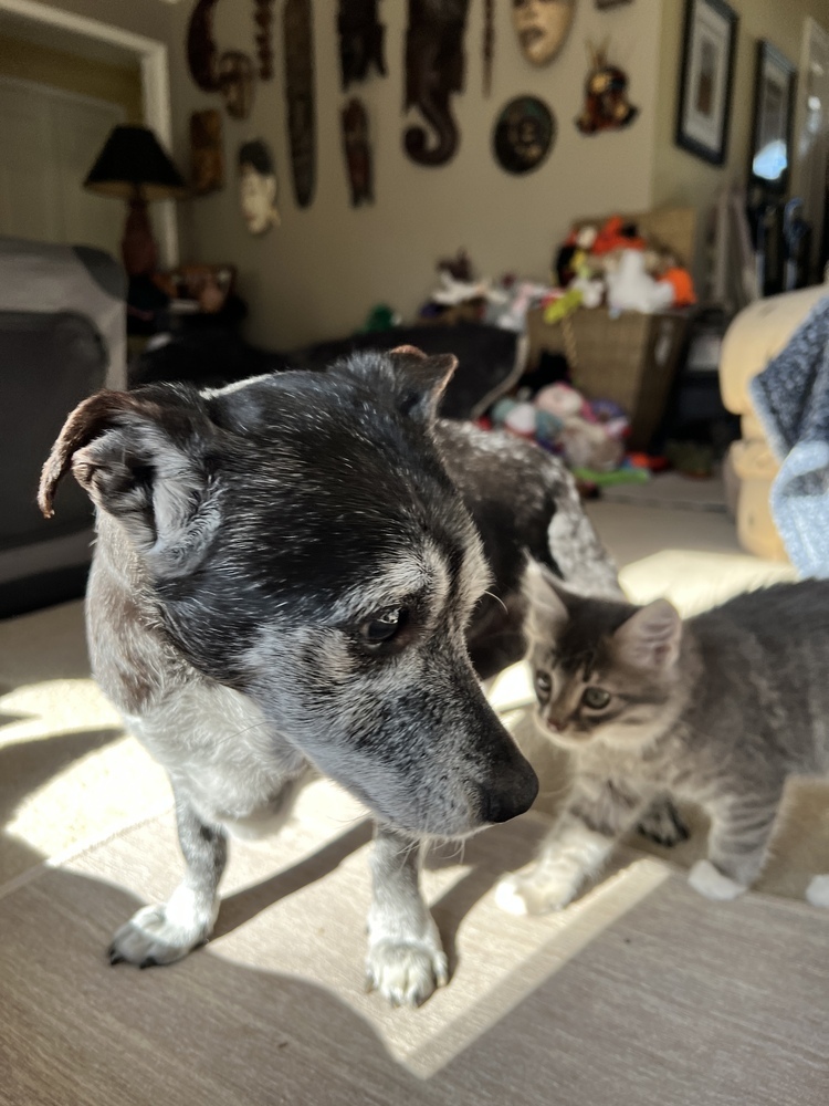 Shadow & Sandy BONDED PAIR