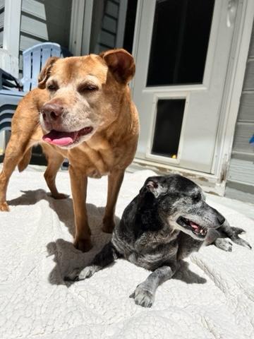 Shadow & Sandy BONDED PAIR