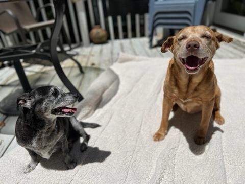 Sandy & Shadow BONDED PAIR