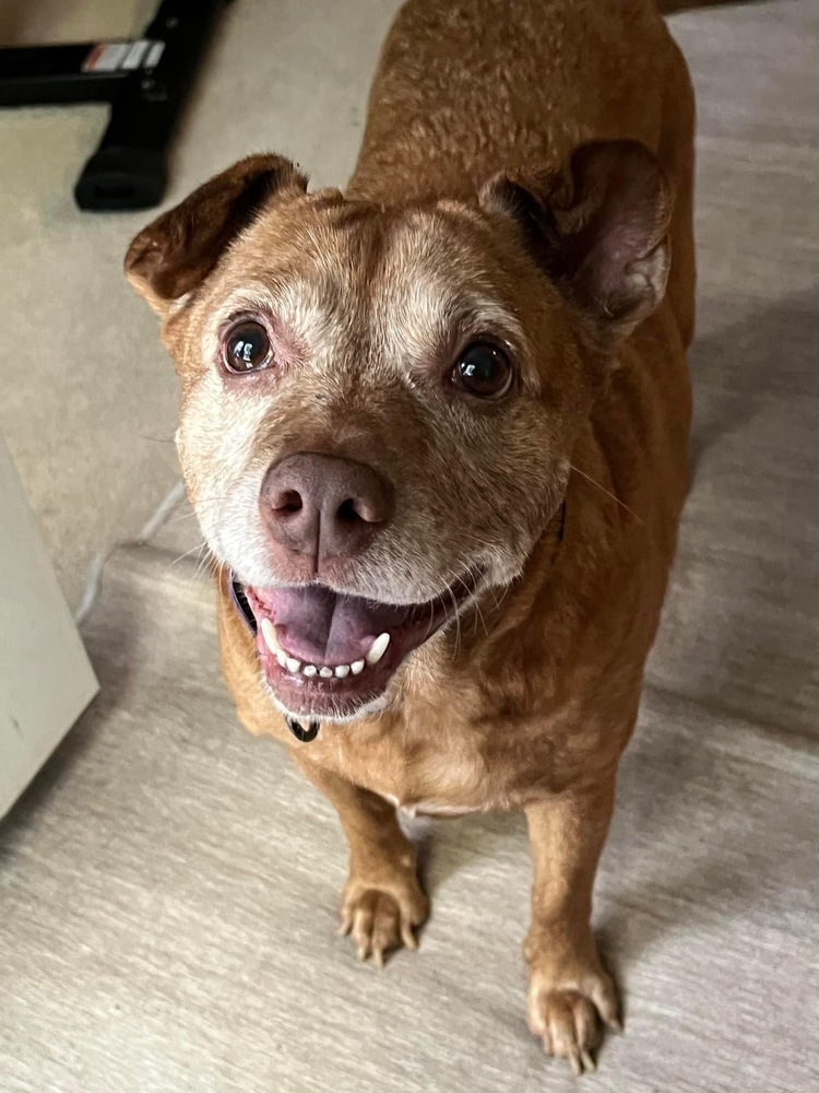 Sandy & Shadow BONDED PAIR