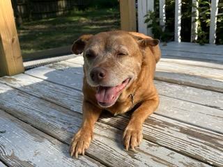 Sandy & Shadow BONDED PAIR