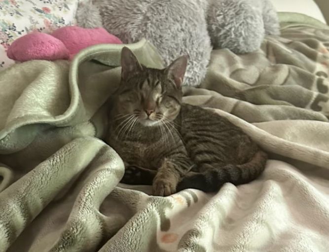 Bindy (Foster Animal)