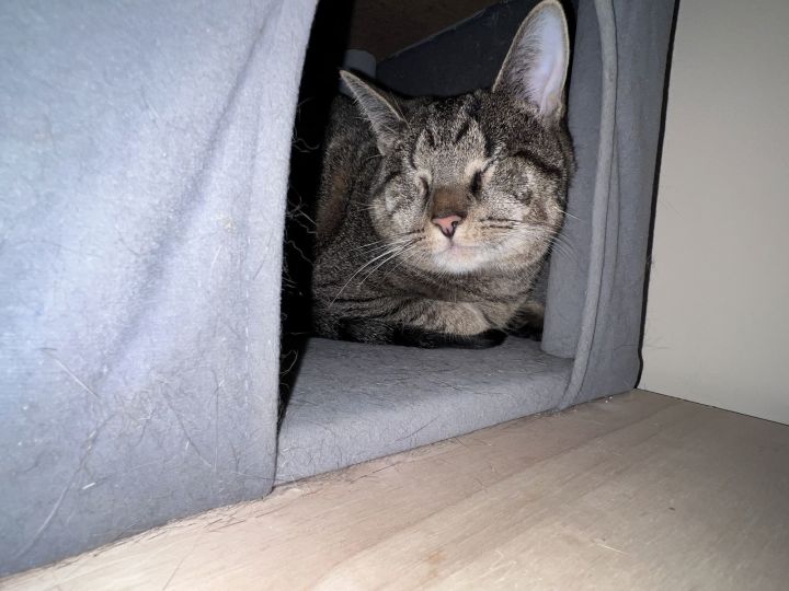 Bindy (Foster Animal) 2