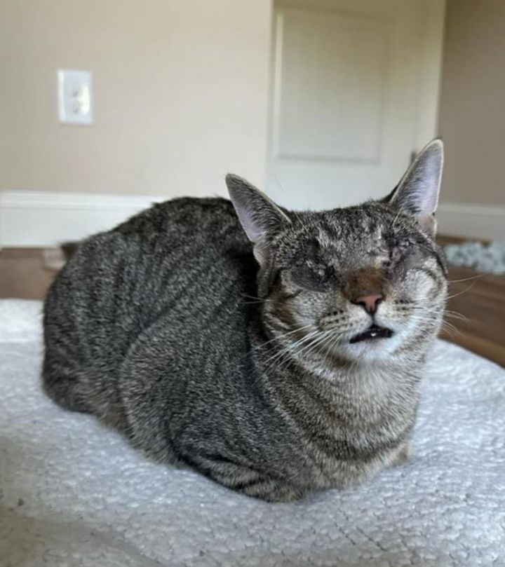 Bindy (Foster Animal) 3