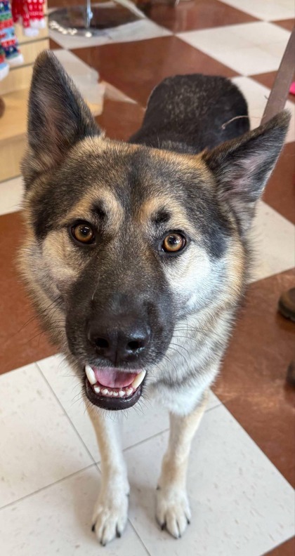 Smalls, an adoptable German Shepherd Dog, Mixed Breed in De Soto, IA, 50069 | Photo Image 1