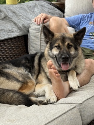 Smalls, an adoptable German Shepherd Dog, Mixed Breed in De Soto, IA, 50069 | Photo Image 2