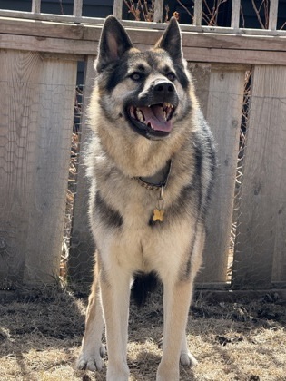 Smalls, an adoptable German Shepherd Dog, Mixed Breed in De Soto, IA, 50069 | Photo Image 3