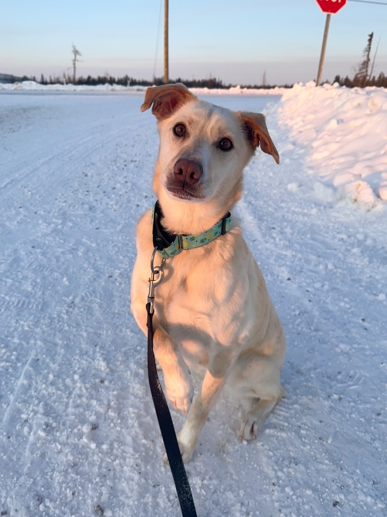 Nala