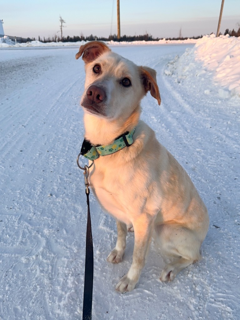 Nala