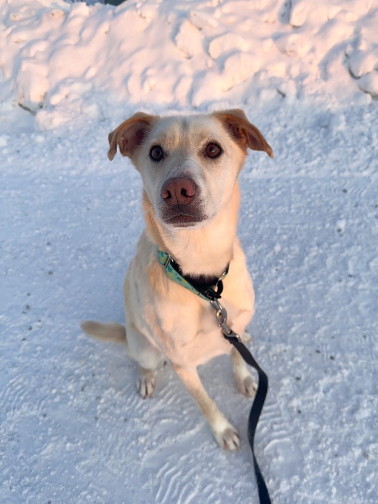 Nala