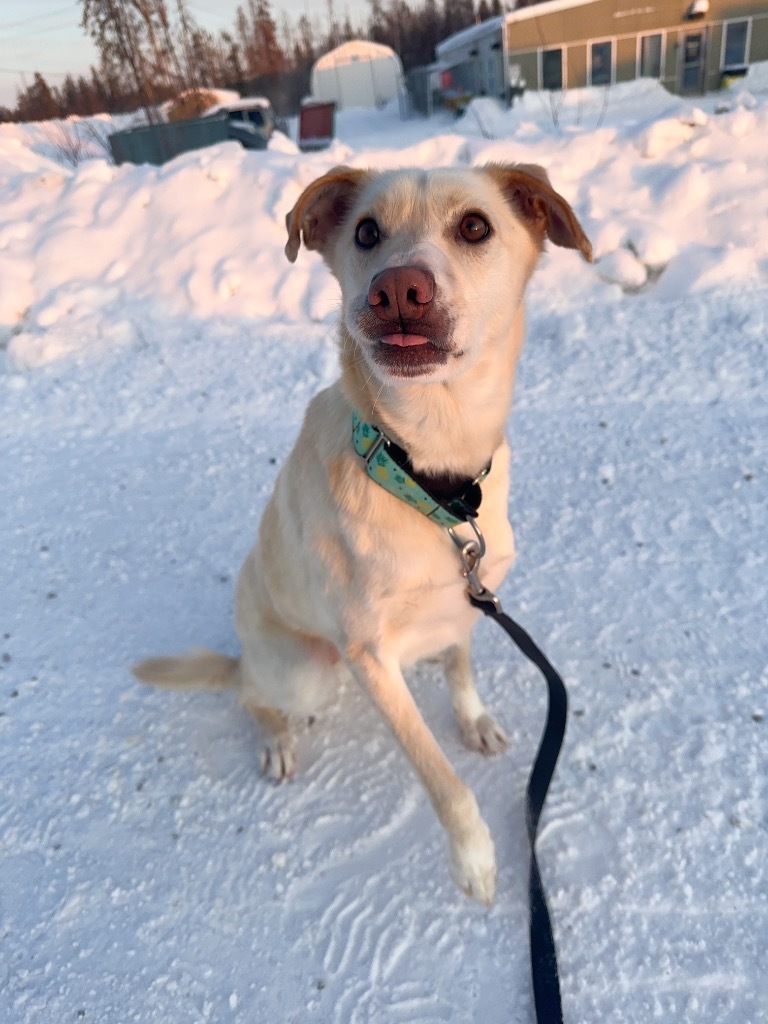 Nala