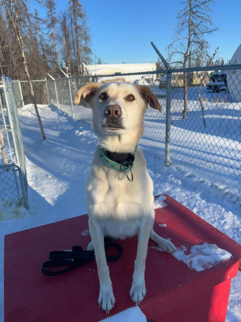 Nala