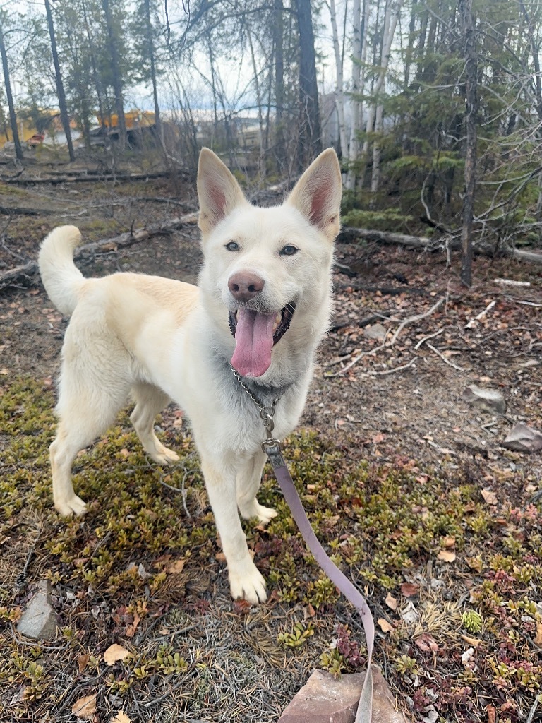 Echo