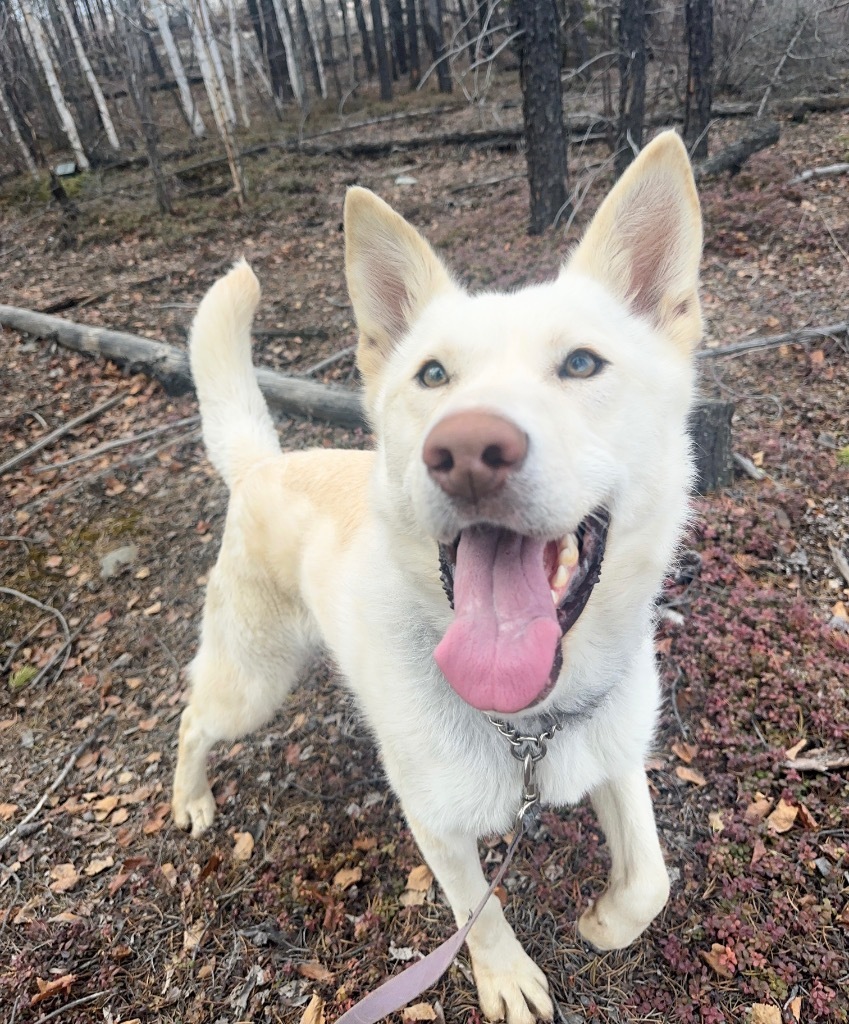 Echo