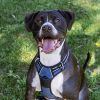 Opie photo 1