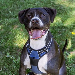 Opie, Adult Male unknown