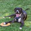 Opie photo 2
