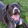 Opie photo 3
