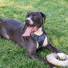Opie photo 4