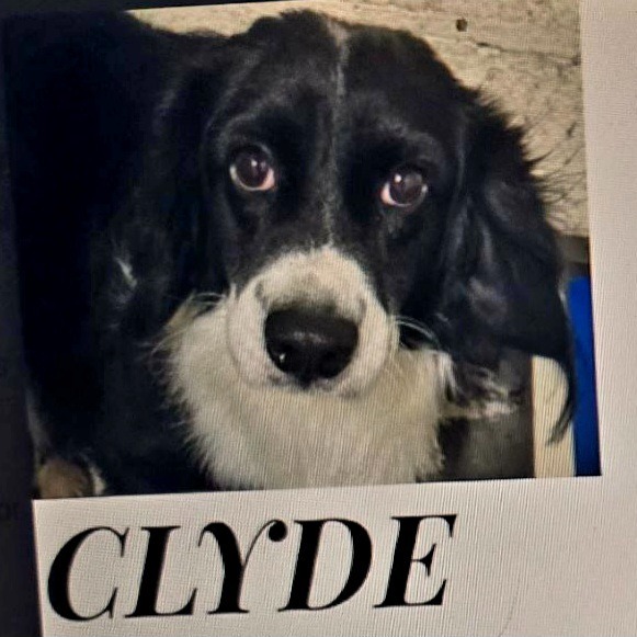 Clyde Harlan
