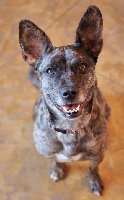 Gigi, an adoptable Catahoula Leopard Dog, Mixed Breed in Hastings, MN, 55033 | Photo Image 1