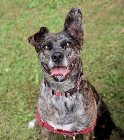 Gigi, an adoptable Catahoula Leopard Dog, Mixed Breed in Hastings, MN, 55033 | Photo Image 1