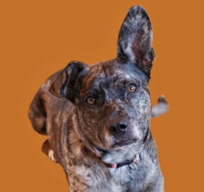Gigi, an adoptable Catahoula Leopard Dog, Mixed Breed in Hastings, MN, 55033 | Photo Image 2