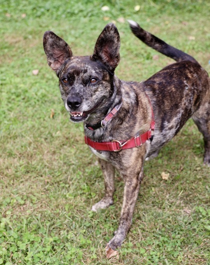 Gigi, an adoptable Catahoula Leopard Dog, Mixed Breed in Hastings, MN, 55033 | Photo Image 2