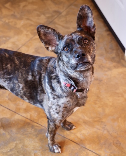 Gigi